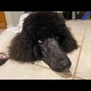 Meet your Posher, Nancy